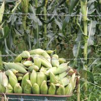 De agora até São Pedro, tem colheita de milho nos perímetros irrigados da Cohidro - Foto Fernando Augusto (Ascom Cohidro)