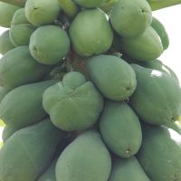 Deformidades na apar+¬ncia do mam+úo atingem uma percentagem baixa dos frutos e interferem em nada no sabor e valor nutricional - Foto Fernando A