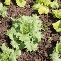 Direto da horta de Delfino e Dicuri - Produtos orgânicos se caracterizam pela forma natural de produzir, sem produtos que ofereçam algum nível de toxidade - foto Fernando Augusto (Ascom Cohidro)