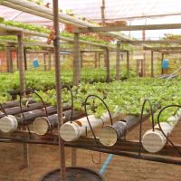 Hidroponia em calhas, onde corre os nutrientes diluídos em água. Ambiente protegido de insetos, chuva e da incidência solar - foto Fernando Augusto (Ascom