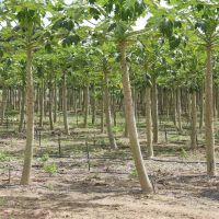 Intervalo entre linhas de mamoeiros ainda permite o plantio de outras culturas de ciclos curtos e pequeno porte, como a batata-doce - Foto Fernando Augusto (Ascom Cohidro) Intervalo entre linhas de mamoeiros ainda permite o plantio de outras culturas de ciclos curtos e pequeno porte, como a batata-doce - Foto Fernando Augusto (Ascom Cohidro)