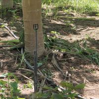 Irriga+º+úo do mamoeiro +® feita por microaspers+úo mas pode adotar a fertirriga+º+úo - Foto Fernando Augusto (Ascom Cohidro)