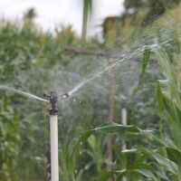 É embasado na irrigação pública oferecida pelo Governo do Estado, via Cohidro, que os cooperados do Perímetro Irrigado Califórnia disporiam de condições para produzir sementes no Semiárido. - Foto Fernando Augusto (Ascom Cohidro)