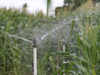 É embasado na irrigação pública oferecida pelo Governo do Estado, via Cohidro, que os cooperados do Perímetro Irrigado Califórnia disporiam de condições para produzir sementes no Semiárido. - Foto Fernando Augusto (Ascom Cohidro)