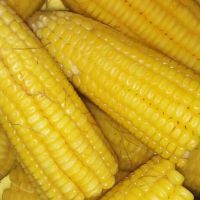 Milho verde plantado no perímetro de Lagarto se destaca pela qualidade e tamanho das espigas - Foto Fernando Augusto (Ascom Cohidro)