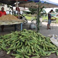 Milho verde é vendido nas ruas de Lagarto, 7 espigas por R$