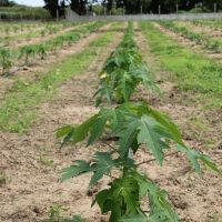 Mudas em menos de uma ano atingem matura+º+úo e come+ºam a produzir - Foto Fernando Augusto (Ascom Cohidro)