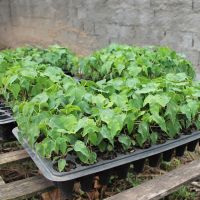 Mudas s+úo feitas a partir de sementes plantadas em substrato terroso. Entre 20 e 30 dias est+úo prontas para o replantio no pomar - Foto Fernando