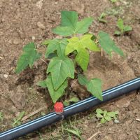 Novo pomar de Josenaldo utiliza a fertirriga+º+úo por microaspers+úo, com sistema de nebuliza+º+úo por micro fluxo - Foto Fernando Augusto (Ascom Coh