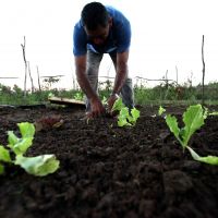 O polo agrícola de Lagarto foi responsável, apenas em 2016, pela produção de 7.604 toneladas de alimentos, dentre eles a batata-doce, mandioca, quiabo, tomate e maracujá - Foto: André Moreira (ASN)