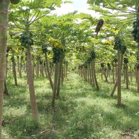 Plantas produzem continuamente por at+® 2 anos ap+¦s atingirem a idade f+®rtil, em m+®dia, antes de completar o primeiro ano de vida - Foto Fernando