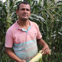 Raimundo Rocha adquire as roças de milho, empreita a colheita, transporte e vende o milho verde no atacada e no varejo - Foto Fernando Augusto (Ascom Cohidro)