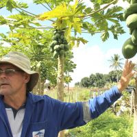 T+®cnico Willian Domingos aconselha o uso da calda bordalesa para aplicar nos ferimentos do mamoeiro - Foto Fernando Augusto (Ascom Cohidro)