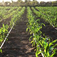 A Companhia de Desenvolvimento de Recursos Hídricos e Irrigação de Sergipe recebe R$ 11 milhões do Proinveste para investimento nos perímetros, aquisição de novos equipamentos que irão auxiliar nos trabalhos de perfuração de poços, além de limpeza e manutenção de barragens e ações de infraestrutura da empresa - Foto: André Moreira (ASN)