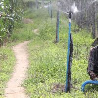 José Roberto - Hoje, com a irrigação, a gente já pode plantar antes de São José, já vai molhando, tem água o suficiente, já facilita a colheita, mais