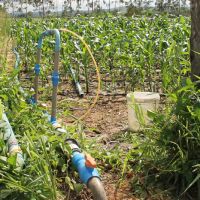 Sistema de encanamento simples permite José Raimundo injete os fertilizantes na irrigação a ser dada Às plantas