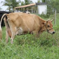 Criar gado de leite ficou sendo a aptidão do Jabiberi - Foto Fernando Augusto (Ascom Cohidro)