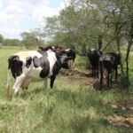 Água no Jabiberi serve à dessedentação animal e irrigação das pastagem no sistema rotativo - Foto Fernando Augusto (Ascom-Cohidro)