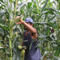 Área de milho verde plantada só nos perímetros da Cohidro, em Lagarto e Canindé, 124,7 ha - Foto Fernando Augusto (Ascom Cohidro)