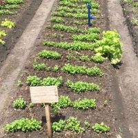 Com o apoio da Cohidro - técnicos irão orientar melhor o manejo dos canteiros e plantas - foto acervo Sônia Loureiro