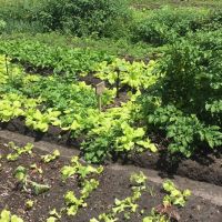 Os próprios alunos colaboram no trabalho de cuidar da horta - foto: acervo Sônia Loureiro