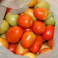 No Perímetro Piauí também se produz tomate para a merenda escolar - foto: Ascom/Cohidro