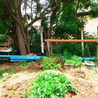 Horta é toda convertida ao cultivo sem agrotóxicos - foto acervo Tito Reis