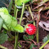 Na mesma forma que com os melões, na horta da Bio5 técnicos e agricultores experimentam cultivar morangos - foto acervo Tito Reis