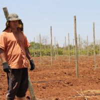 Sidrack em sua área de plantio de uvas já preparada - Foto: Ascom/Cohidro