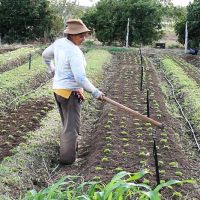 Cida leva em conta que os alimentos que produz vão beneficiar pessoas carentes