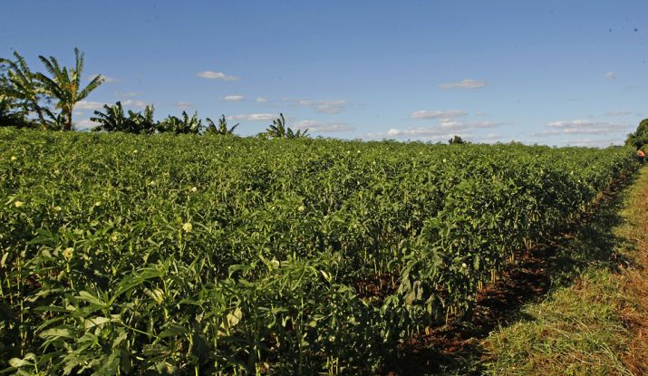 O projeto Califórnia recebe investimento de R$ 4 milhões - Foto: ASN