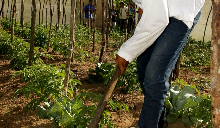 Agricultura familiar atendida nos perímetros gera cerca de R$ 112 milhões ao ano. - Foto: ASN