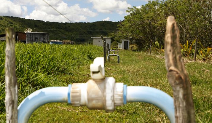 O perímetro Jabiberi, em Tobias, adotou o projeto ‘Balde Cheio’, que consiste na divisão dos lotes em piquetes menores, onde o gado pasta por um período e depois é manejado para outro, no qual o capim está maior - Foto: ASN