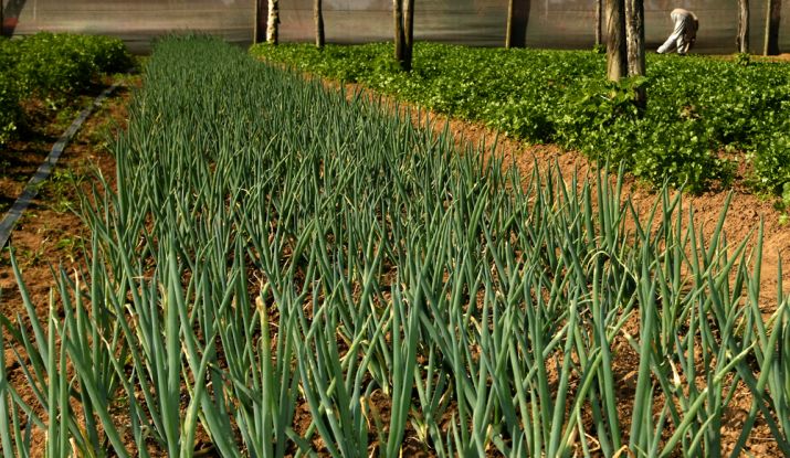 A Associação dos Produtores do Perímetro Irrigado Piauí (APPIP) já entregou neste ano 84 toneladas de sua produção agrícola, gerada pela irrigação pública do Governo do Estado, a seis entidades socioassistenciais do município. - Foto: ASN