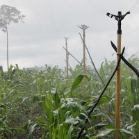 Milho verde é uma das cultura mais esperadas/ Foto: Ascom/Cohidro