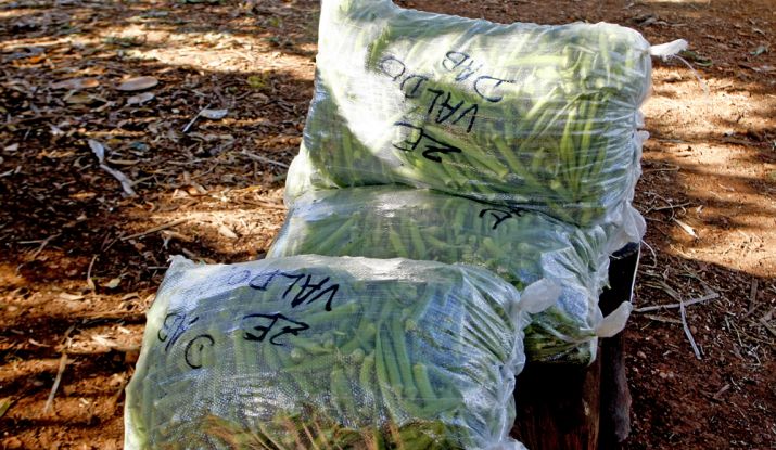 Dentre as culturas encontradas na localidade, estão as de quiabo, goiaba, acerola, manga, maracujá, macaxeira, feijão de corda, milho, tomate, pimentão, alface, coentro, cebolinha e rúcula e hortaliças em geral - Foto: ASN