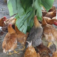 As aves apreciam as folhas de bananeira - benefícios além do 'encher o papo'. Foto: Ariel Carmo