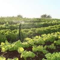 Irrigação pública propicia a horticultura até no Semiárido em Canindé - Foto Bruno Noz