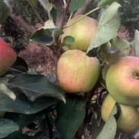 produção de maçã no Perímetro Piauí de Lagarto - dezembro de 2015.