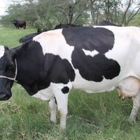 Produção leiteira só tem aumentado em Tobias Barreto depois do Balde Cheio - 3700 litros-dia