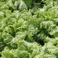 Produção orgânica no Perímetro Piauí é farta e pode aumentar conquistando novos mercados - Foto Ariel Carmo