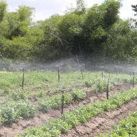 A Cohidro presta assistência técnica nas áreas atendidas pelos seus perímetros irrigados