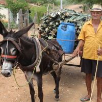 Brás Matias traz Mandacaru para o gado