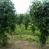 As pimenteiras são plantas trepadeiras que ficam fixadas em estacas