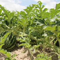 Cultivo orgânico de Melancia no Jacarecica II