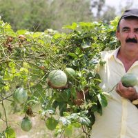 O Gerente Osvaldo de Oliveira Andrade e o maracujá orgânico