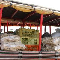 Variedade de alimentos prioriza o fornecimento de uma dieta alimentar balanceada