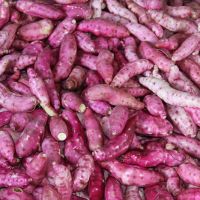 A Roxa-branca é das variedades mais comuns no Jacarecica I