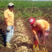 José Benício obteve grande produtividade - 34000kg-ha