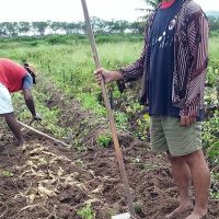 José Hunaldo produz a Batata-doce Ourinho